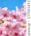 青空に映えて鮮やかに咲く満開の河津桜　 自然風景（2026年2月） 137001433