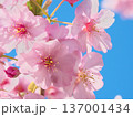 青空に映えて鮮やかに咲く満開の河津桜　 自然風景（2026年2月） 137001434