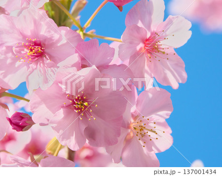 青空に映えて鮮やかに咲く満開の河津桜 自然風景(2026年2月) 青空に映えて鮮やかに咲く満開の河津桜 自然風景(2026年2月) 137001434