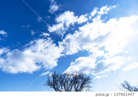 冬空と雲と木立 137001447