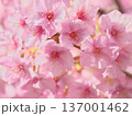 鮮やかに咲く満開の河津桜　 自然風景（2026年2月） 137001462