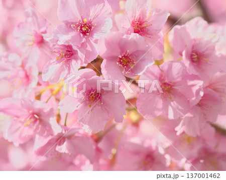 鮮やかに咲く満開の河津桜 自然風景(2026年2月) 鮮やかに咲く満開の河津桜 自然風景(2026年2月) 137001462