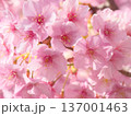 鮮やかに咲く満開の河津桜　 自然風景（2026年2月） 137001463