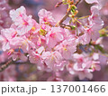 鮮やかに咲く満開の河津桜　 自然風景（2026年2月） 137001466