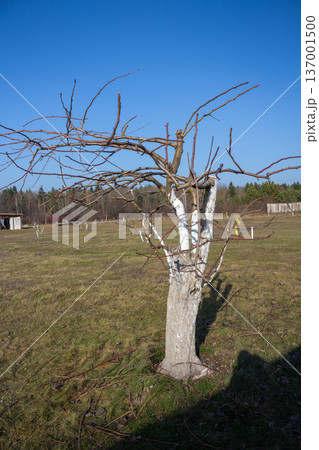 Labeled fruit tree in spring. Whitewashed bark, buds on branches. Professional orchard management. Plant identification Labeled fruit tree in spring. Whitewashed bark, buds on branches. Professional orchard management. Plant identification 137001500
