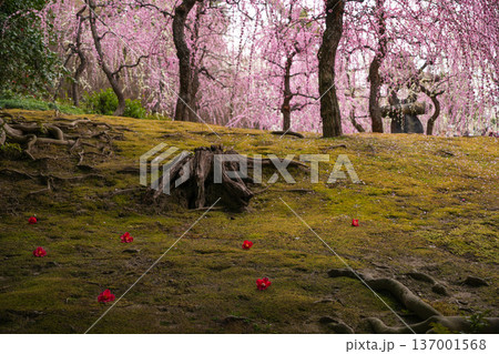 城南宮　枝垂れ梅 137001568