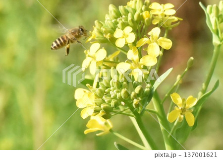 菜の花の蜜を吸うニホンミツバチ 137001621