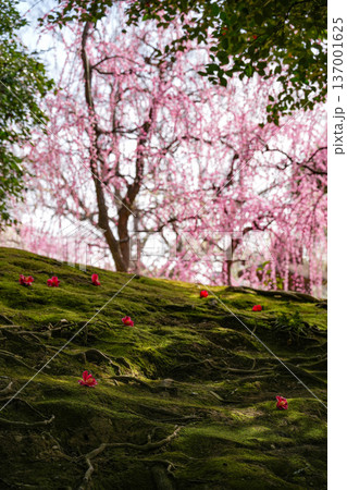 城南宮　枝垂れ梅 137001625