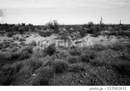 Black and White Sonoran Desert Arizona om Film 137001631