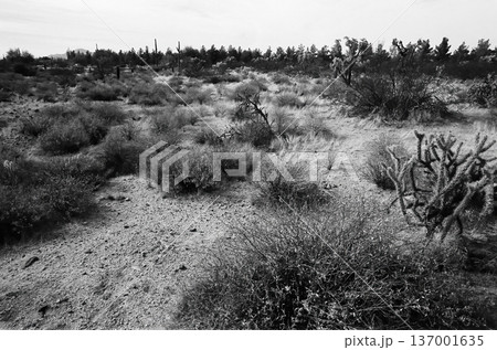 Black and White Sonoran Desert Arizona om Film 137001635