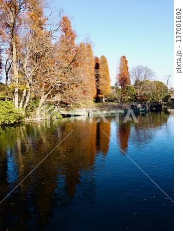 井の頭公園で風景を撮影。紅葉が綺麗でした 井の頭公園で風景を撮影。紅葉が綺麗でした 137001692