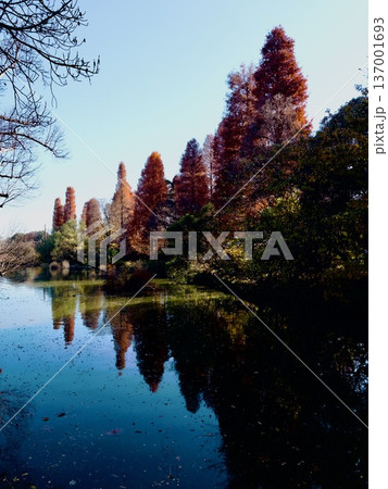 井の頭公園で風景を撮影。紅葉が綺麗でした 井の頭公園で風景を撮影。紅葉が綺麗でした 137001693