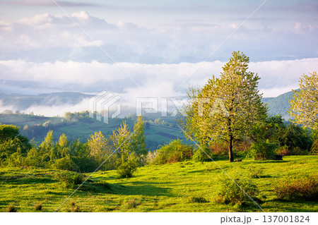 carpathian mountain landscape of ukraine in morning fog. lush green alpine meadows in spring. beautiful view in to the valley. blue sky with clouds on sunny morning. csr visual for esg report carpathian mountain landscape of ukraine in morning fog. lush green alpine meadows in spring. beautiful view in to the valley. blue sky with clouds on sunny morning. csr visual for esg report 137001824
