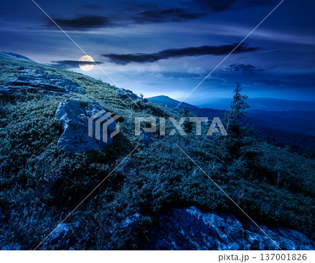 mountain landscape in summer at night. alpine scenery with steep grassy slope under blue sky in full moon light. beautiful view of coniferous tree near rock formations among lush grass. remote place mountain landscape in summer at night. alpine scenery with steep grassy slope under blue sky in full moon light. beautiful view of coniferous tree near rock formations among lush grass. remote place 137001826