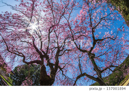 八重桜「ヤエベニシダレ」《三重県民の森》 137001894