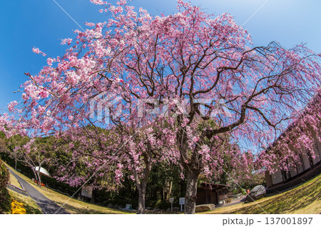 八重桜「ヤエベニシダレ」《三重県民の森》 137001897
