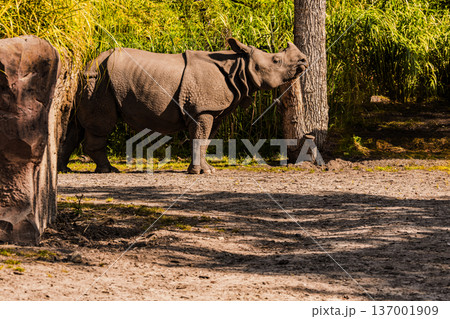 portrait of an adult rhinoceros on a sunny day in selective focus. 137001909