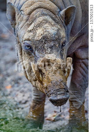Close-up of muddy rhinoceros showcasing unique features and textures 137001913