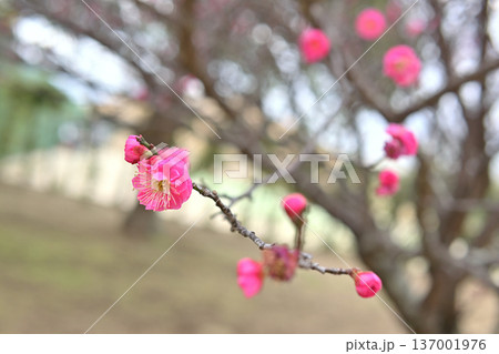 梅の花 梅の花 137001976