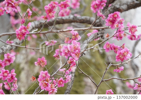 羽根木公園の梅まつり 137002000