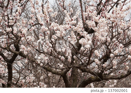 羽根木公園の梅まつり 137002001