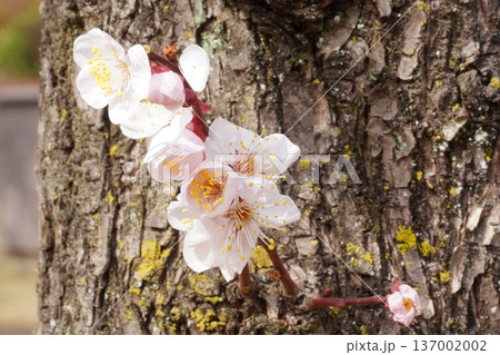 羽根木公園の梅まつり 137002002
