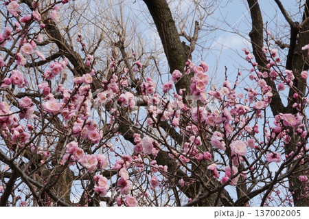羽根木公園の梅まつり 137002005