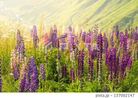 Lupin flowers grow in a Swiss valley with green hills and mountains surrounding the landscape. Sunlight breaks through clouds, illuminating the scenery Lupin flowers grow in a Swiss valley with green hills and mountains surrounding the landscape. Sunlight breaks through clouds, illuminating the scenery 137002147