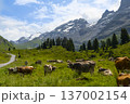 Cows graze in a green meadow surrounded by mountains and trees in Switzerland. The scene captures the natural landscape and livestock activity during daytime. 137002154