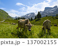 Cows graze in a green meadow surrounded by mountains and trees in Switzerland. The scene captures the natural landscape and livestock activity during daytime. 137002155