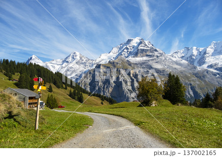 A winding trail leads through the green meadows of the Lauterbrunnen Swiss Alps, flanked by towering snow-capped mountains and vibrant forests under a bright blue sky. 137002165
