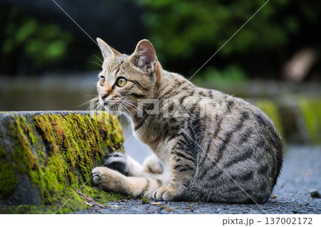 見つめる猫2 見つめる猫2 137002172