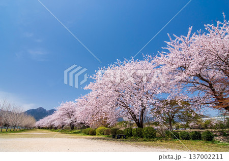御在所岳山麓の美しい桜並木《三重県 三重郡 菰野町》 137002211