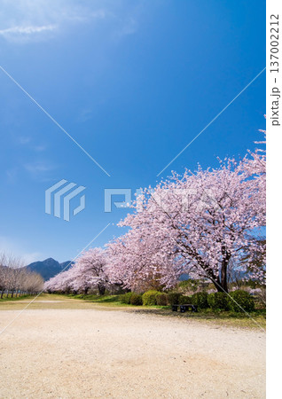 美しい桜並木《三重県 三重郡 菰野町》 美しい桜並木《三重県 三重郡 菰野町》 137002212