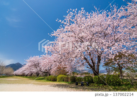 美しい桜並木《三重県 三重郡 菰野町》 137002214