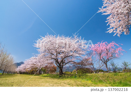 美しい桜並木《三重県 三重郡 菰野町》 137002218