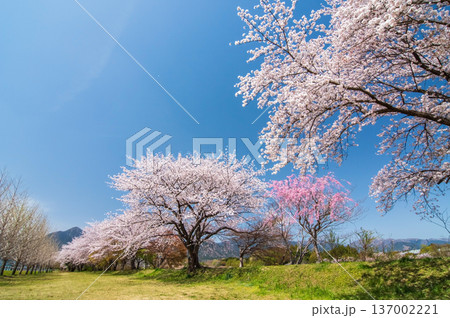 美しい桜並木《三重県 三重郡 菰野町》 137002221