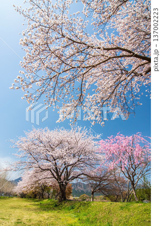 美しい桜並木《三重県 三重郡 菰野町》 137002223