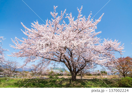 美しい桜の木《三重県 三重郡 菰野町》 137002224