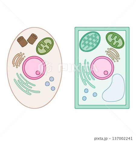 動物細胞と植物細胞の比較構造図 ベクターイラスト 生物学 137002241