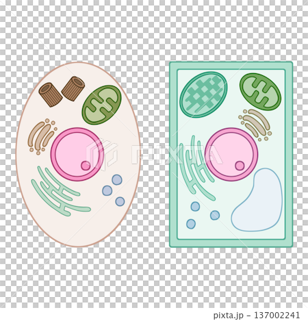 動物細胞と植物細胞の比較構造図 ベクターイラスト 生物学 137002241