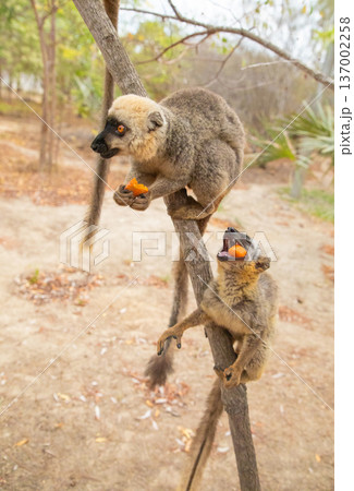 Common brown lemur (Eulemur fulvus) with orange eyes. 137002258
