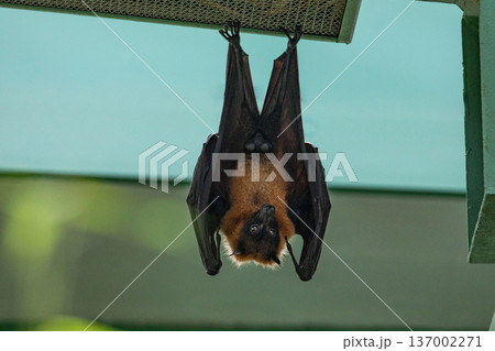 fruit bat hanging on tree in forest. Lyle's flying fox. 137002271