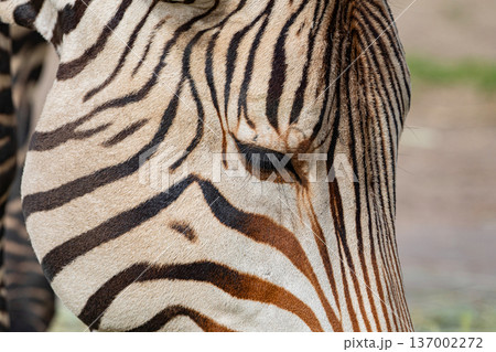 Plains zebra Equus quagga, formerly Equus burchellii 137002272