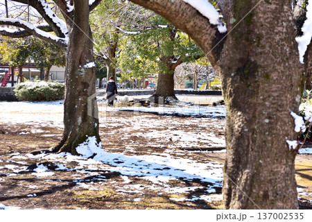雪が上がった一之宮公園で犬の散歩する女性 137002535