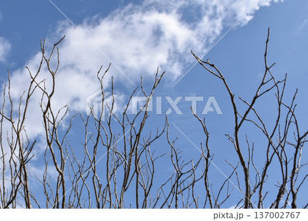 葉を落とした冬の木々、寒空の下で春を待つ 葉を落とした冬の木々、寒空の下で春を待つ 137002767