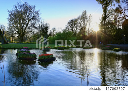 オランダの公園風景：池を彩るチューリップの浮島と輝く陽光 137002797
