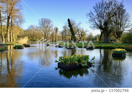 オランダの公園風景：池を彩るチューリップの浮島と輝く陽光 137002798