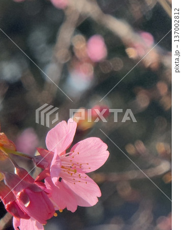 柔らかな自然光に照らされた早咲きの桜の花 柔らかな自然光に照らされた早咲きの桜の花 137002812