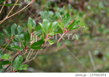 モッコク（ツツジ目）の葉っぱ 137002854